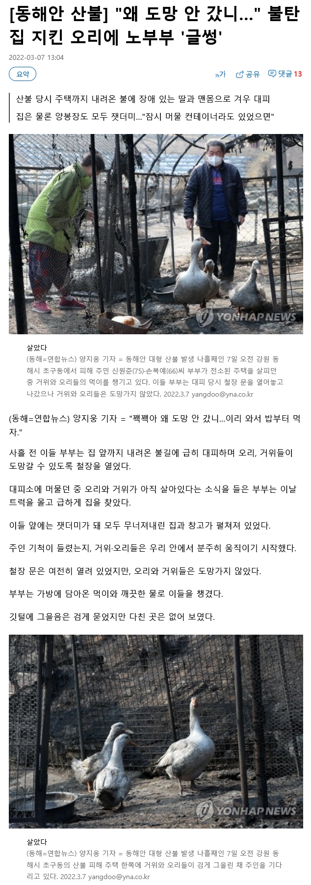 778d00400bc69826b164bb327ef3dbed.webp 동해안 산불로 불탄 집을 지키고 있던 오리들