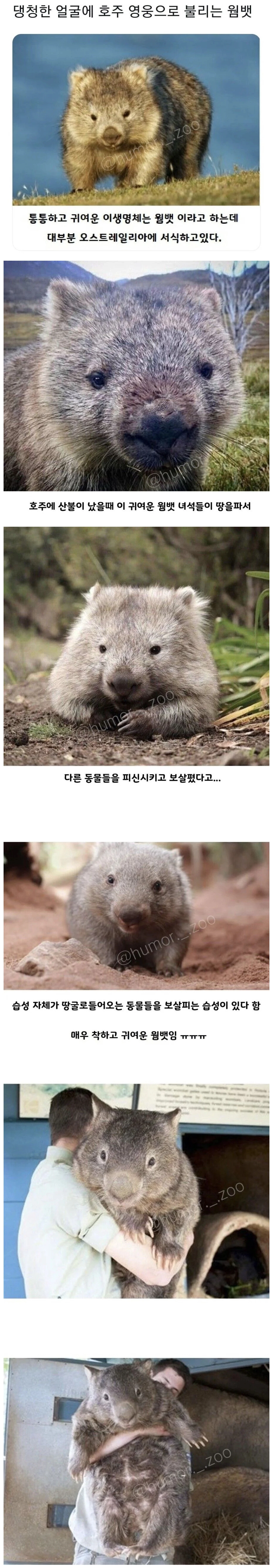 cdfe64631deb40d6ae4f60a6bb3072f9.webp 호주에서 영웅취급 받는다는 동물.JPG