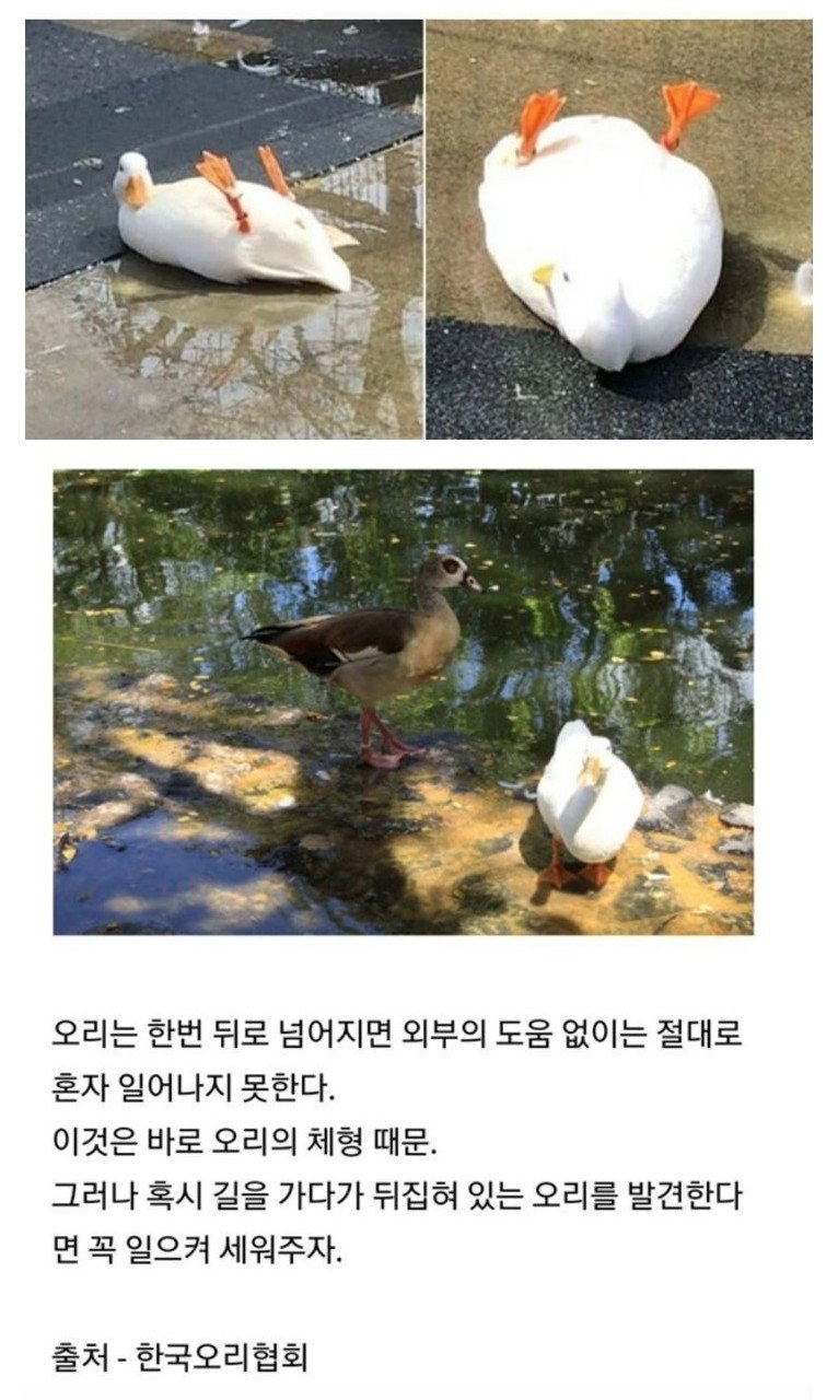 3e4c3690776e155d2449b1ad23ca4808.webp 뒤집혀진 오리를 만났을 때 해야 할 일