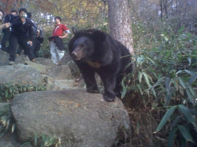 2719915fa928af620b376fa9f089801f.webp 지리산 반달곰 실물 느낌