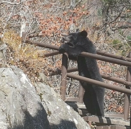 499610f267edd2d4e574450387cd9ec6.webp 지리산 반달곰 실물 느낌