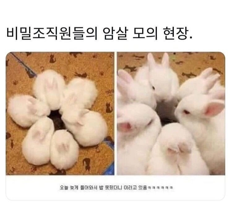 5e97b23d75df3efbfefc26f39427641d.webp 토끼 밥을 늦게 챙겨주자 생긴 일