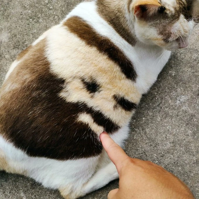 74844876872ff47bfa74410985956ca3.webp 장기에프 무늬 냥이