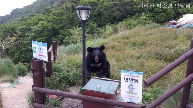 bd21b0eed75631541e2930ecc7cdd4d2.webp 지리산 반달곰 실물 느낌