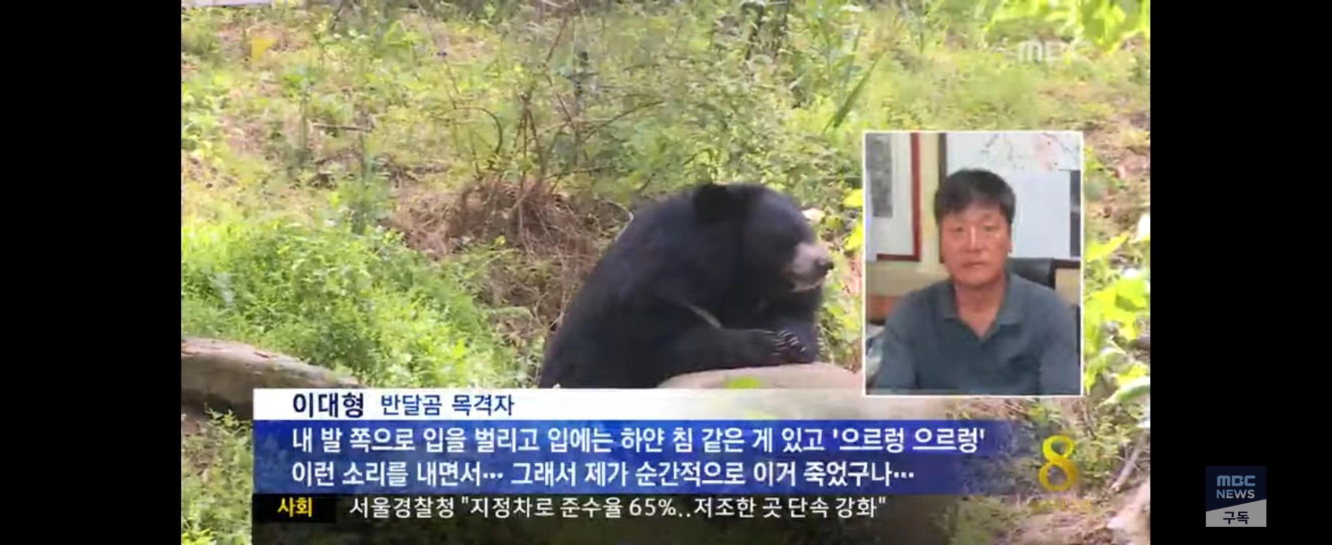 f73136998b432feb51124f7e6501b7d7.webp 지리산 반달곰 실물 느낌