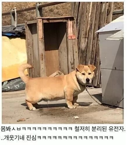 f72651369a21c2454924507d09c377fa.webp 레전드 시골 잡종견.jpg