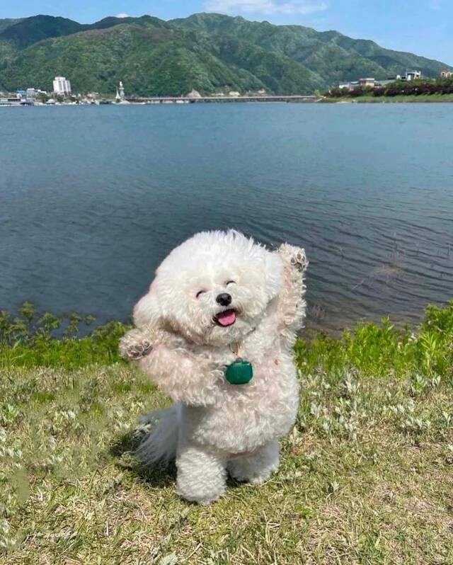 오랜만에 나들이 나온 댕댕이