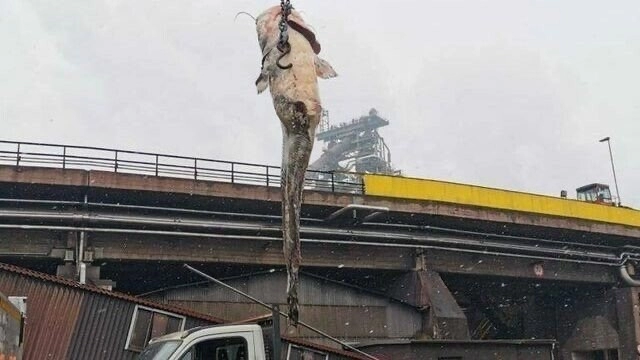 배수관을 막고있었던 의외의 정체