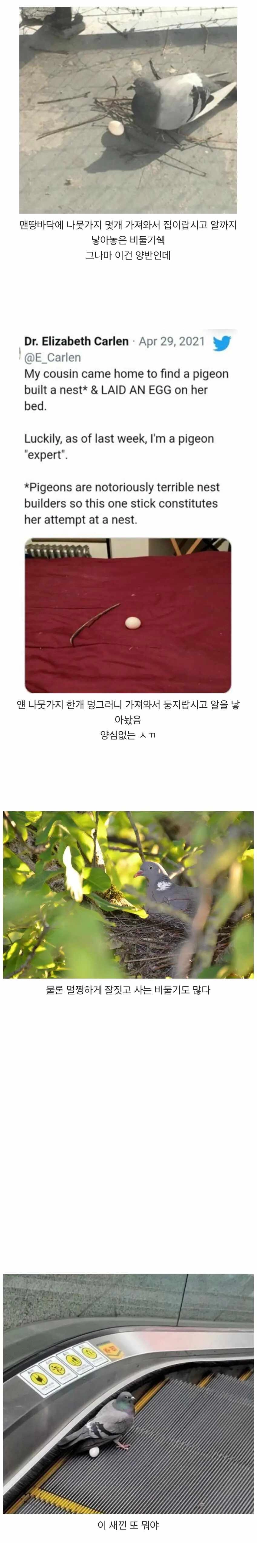 게으른 비둘기