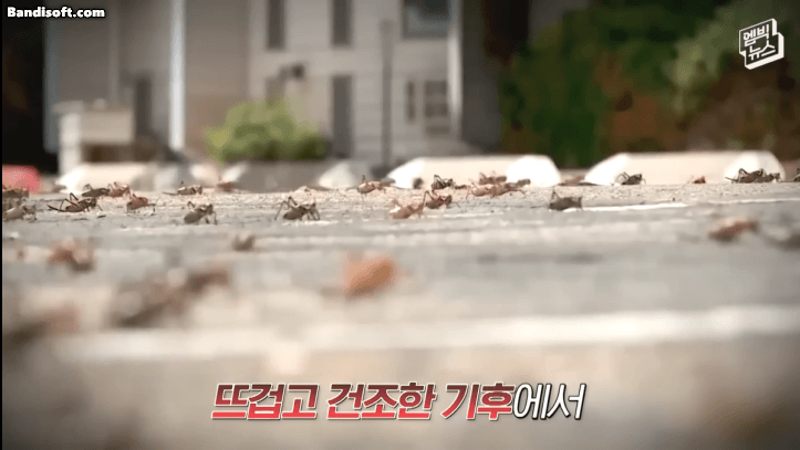 귀뚜라미에게 점령당한 미국 네바다주 근황