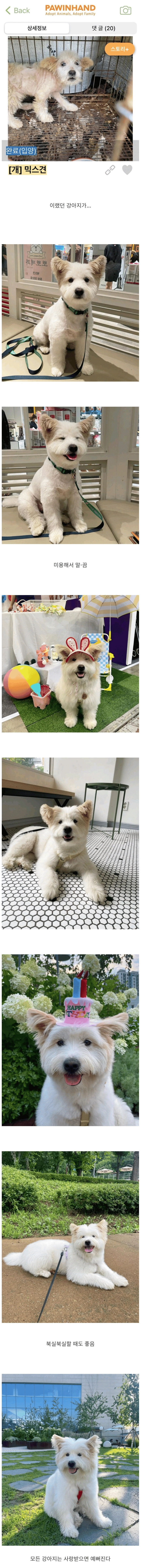버림받은 믹스견 입양 후기