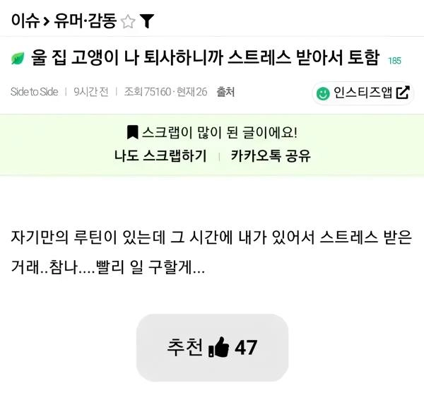 울 집 고양이 나 퇴사하니까 스트레스 받아서 토함