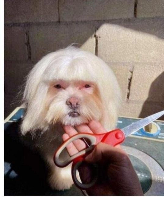 셀프애견 대참사