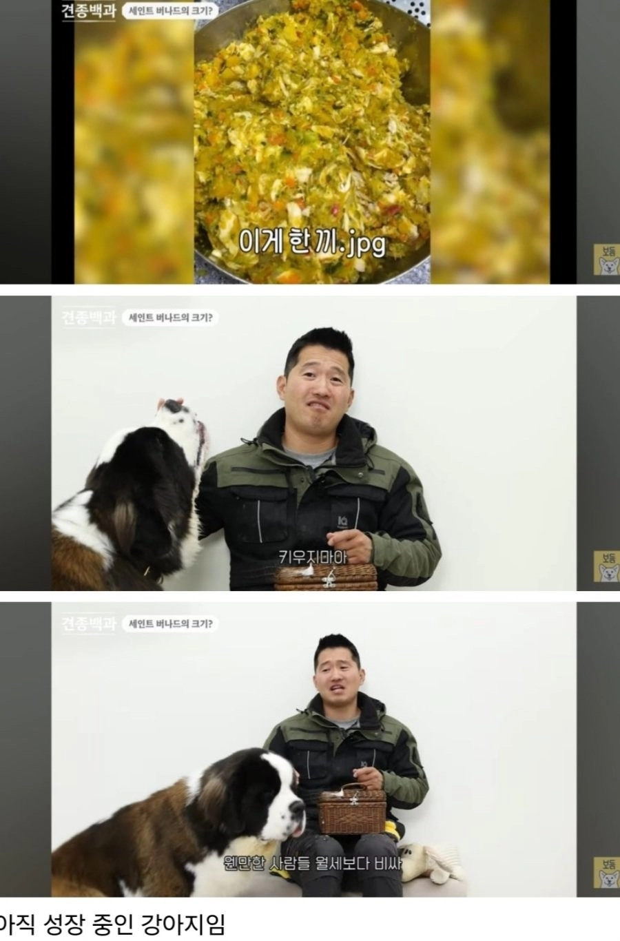 한달 식비만 100만원이라는 강아지