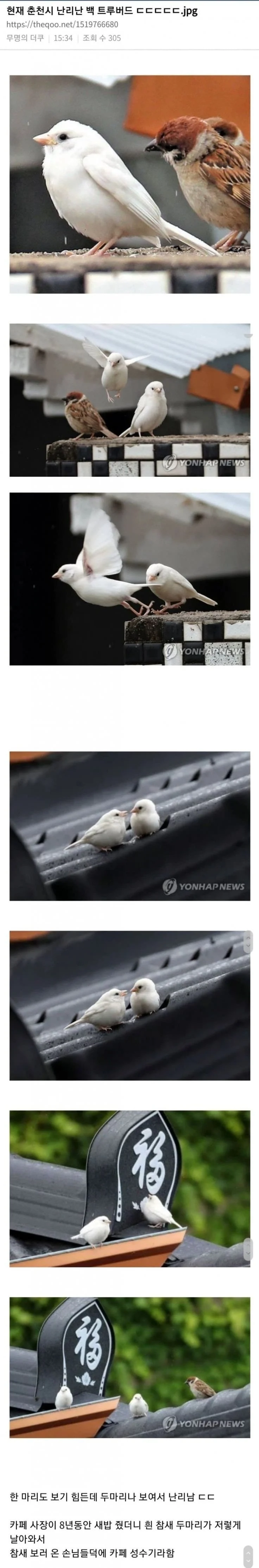 춘천시에 등장했던 희귀 참새