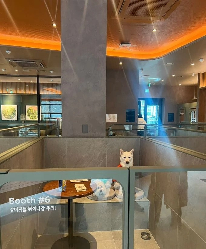 구리에 있다는 반려견 허용 스타벅스