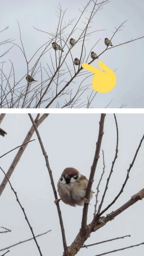 혼자만 이상하게 앉아있는 참새