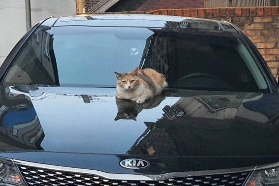 길고양이 급식소에 올라온 흔한 캣맘 하소연