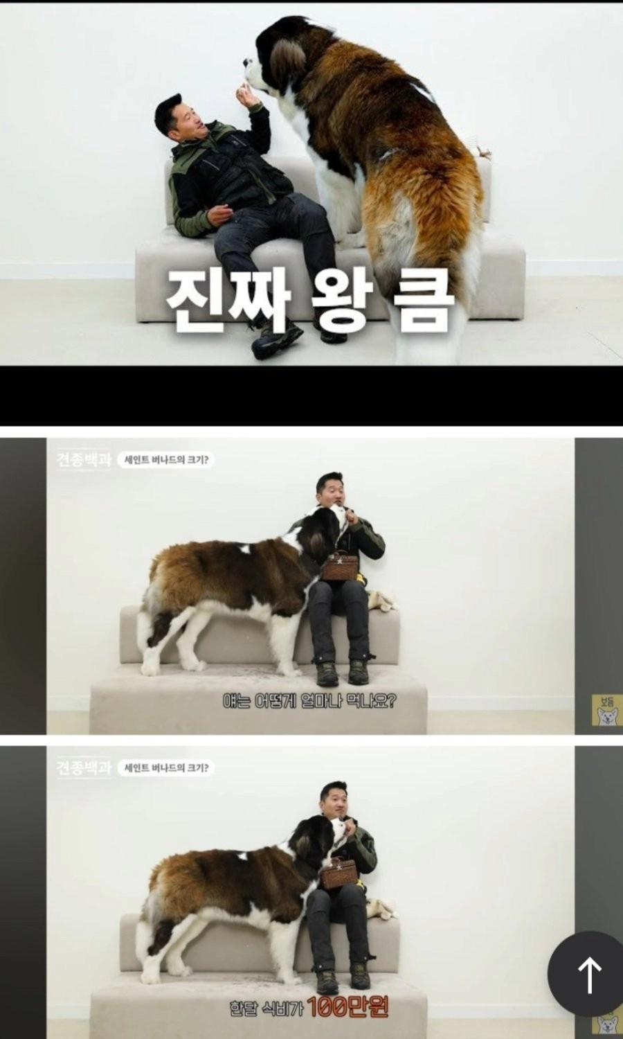 한달 식비만 100만원이라는 강아지