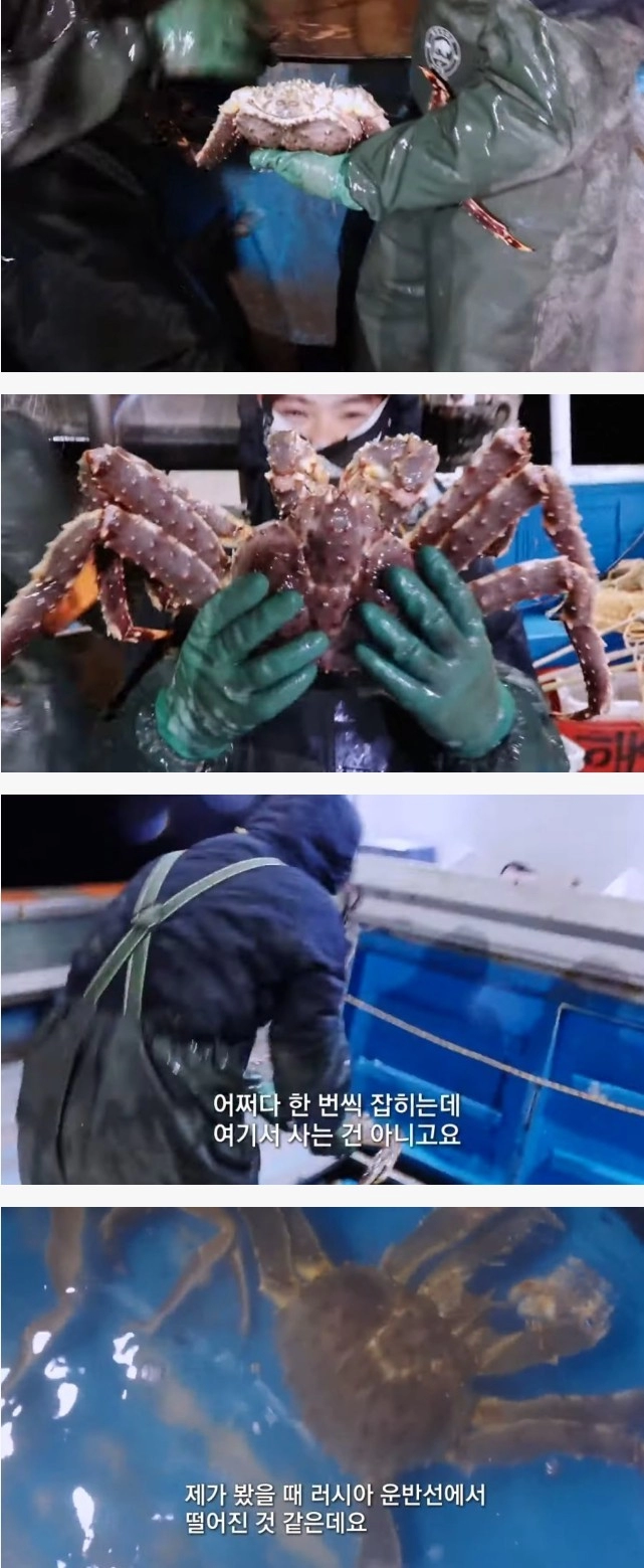 동해에서 잡힌 킹크랩
