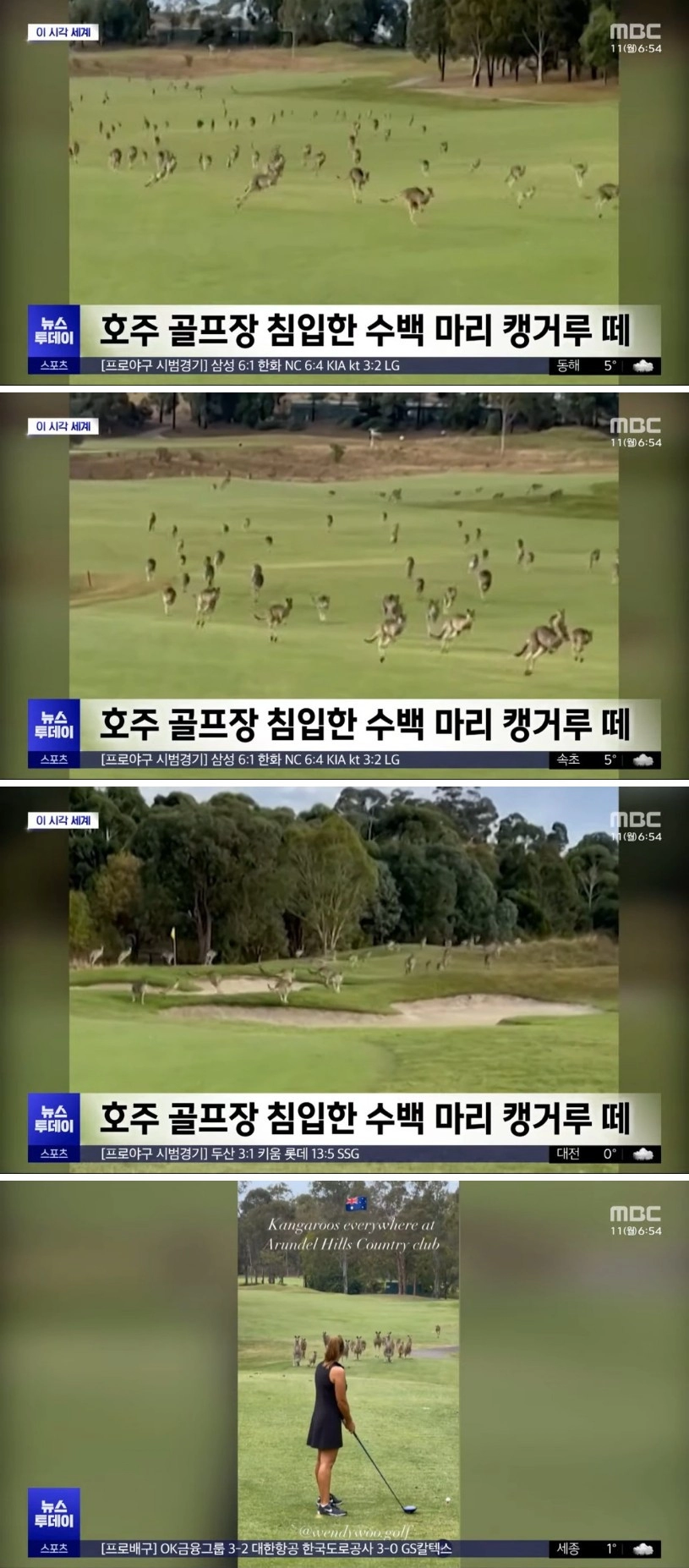 호주 캥거루 수백마리가 골프장 습격