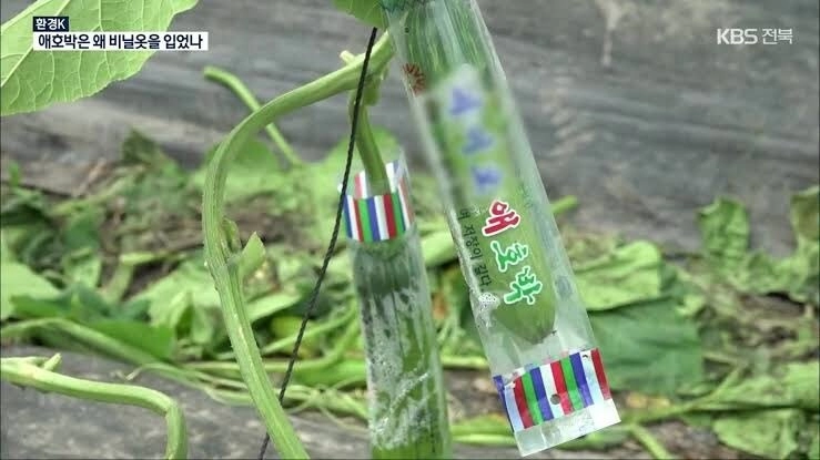 사람들이 잘 모르는 애호박 포장의 진실
