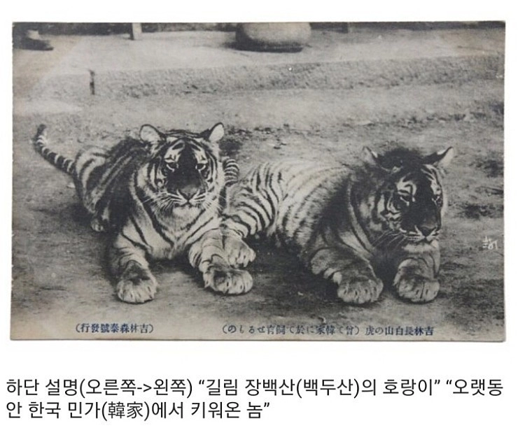 옛날 한국에서 키웠다는 대형 고양이종