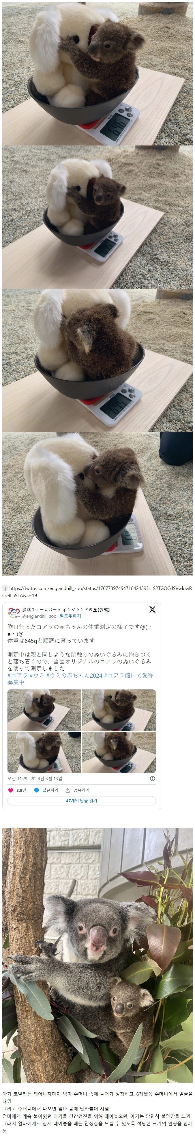아기 코알라 몸무게 재는 방법