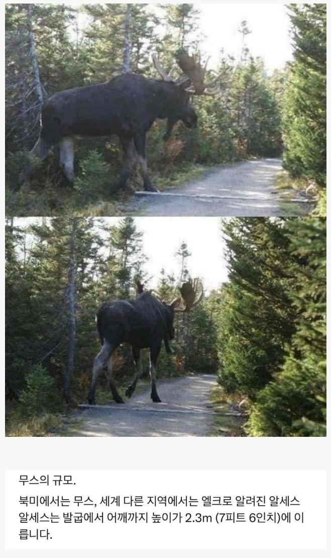 ㄹㅇ 상상을 초월하는 캐나다 사슴 크기 ㄷㄷ