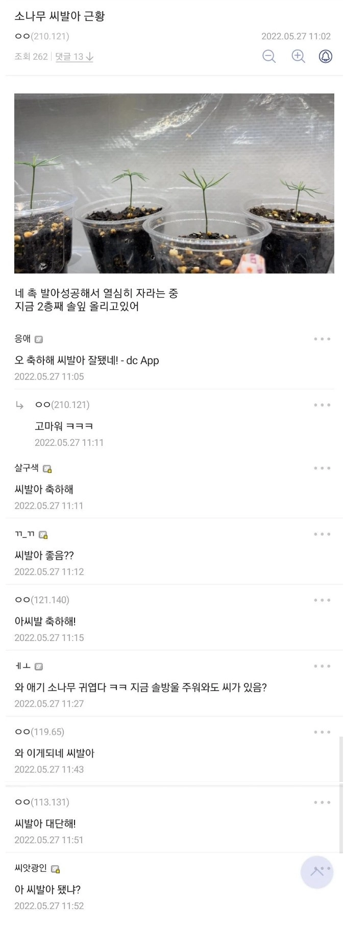 소나무 ㅆ발아 근황