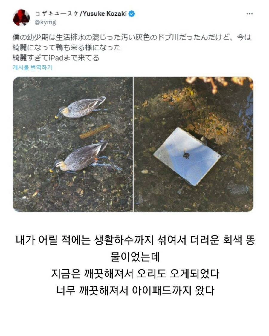 깨끗해진 하천에 나타난 뜻밖의 외래종