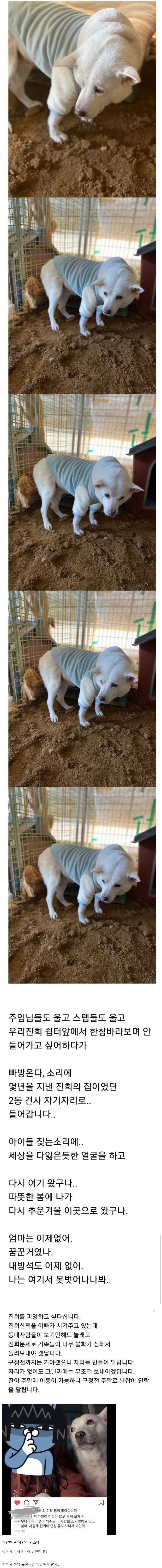 파양되어 돌아온 강아지