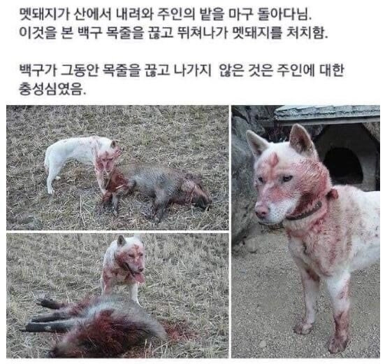 목줄 끊고 피바다를 일으킨 진돗개