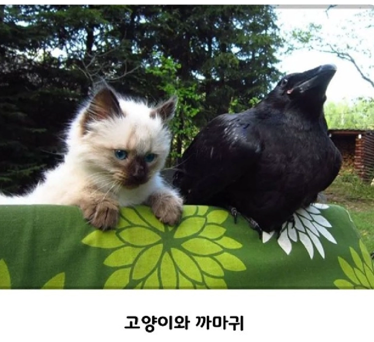 의외로 친한 사이라는 동물 조합