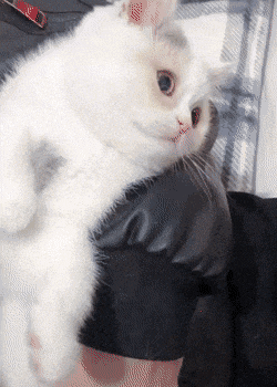결국 당해버린 냥이