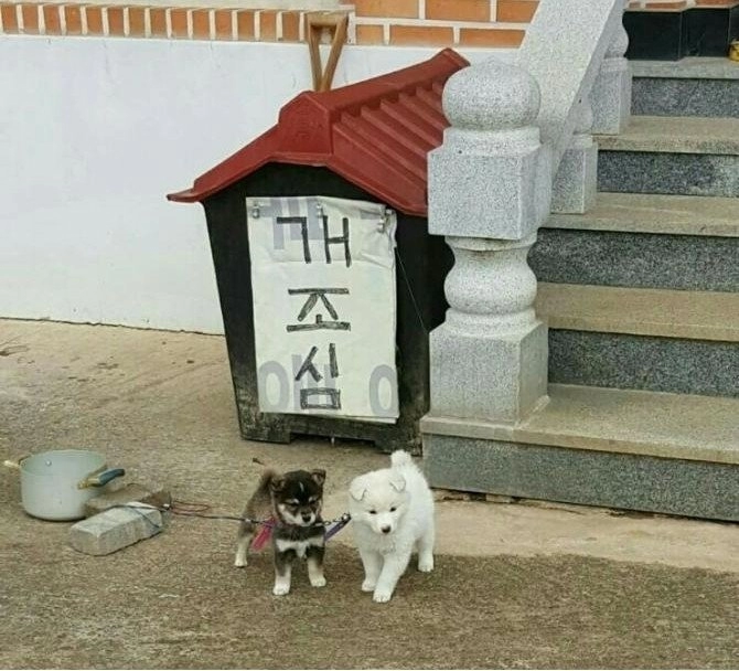 문 입구 맹견 두 마리