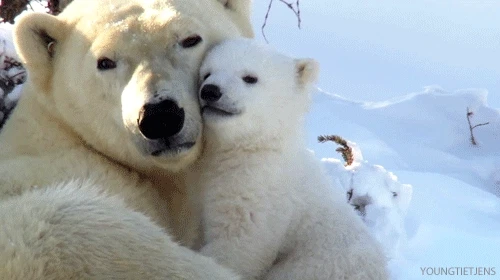 자꾸만 신경쓰이는 아기 북극곰