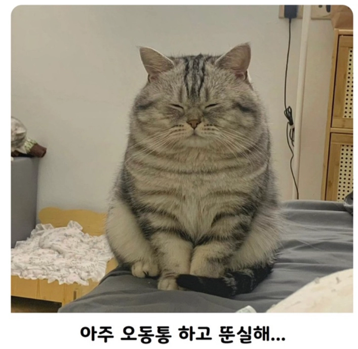 자고있는 뚠뚠 냐옹이.jpg