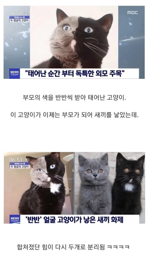 반반 털색깔을 가진 고양이의 근황