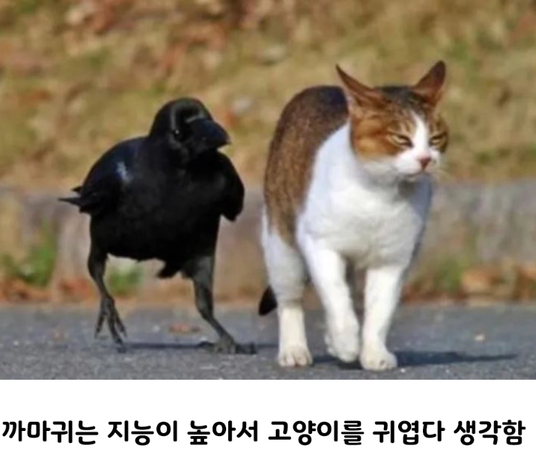 의외로 친한 사이라는 동물 조합