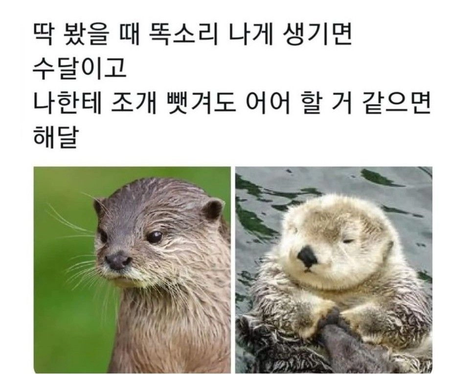 수달 해달 구별법