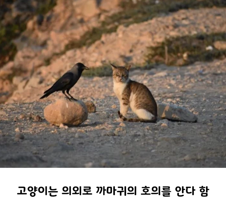 의외로 친한 사이라는 동물 조합