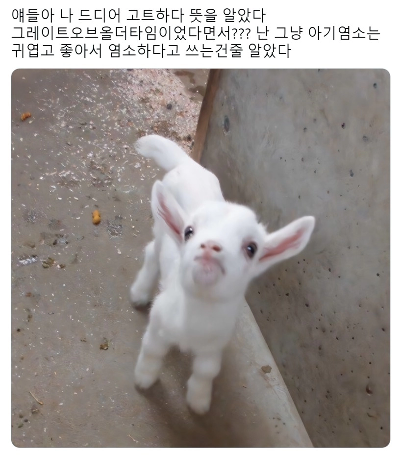 얘들아 나 드디어 '고트하다' 뜻을 알았다