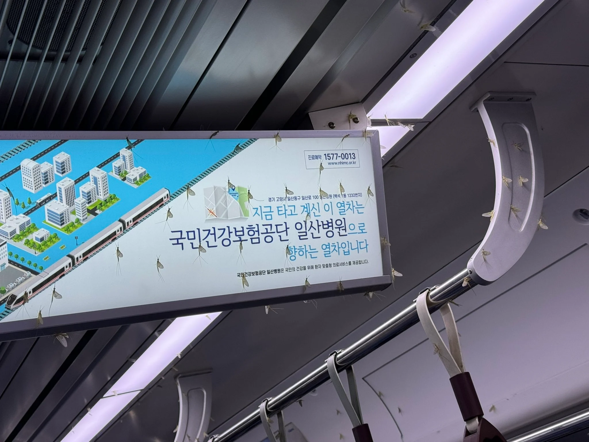 한강 깨끗해져서 서울 지하철에 출몰 중인 벌레