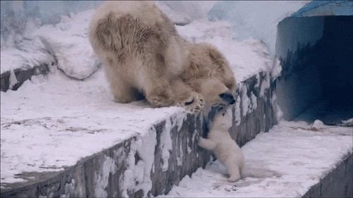 자꾸만 신경쓰이는 아기 북극곰