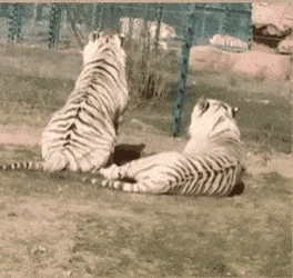 호랑이 부부와 사자 부부의 차이