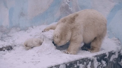 자꾸만 신경쓰이는 아기 북극곰