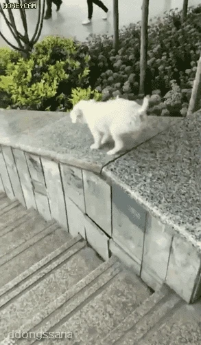 산책 나왔다가 재밌는걸 발견한 강아지.