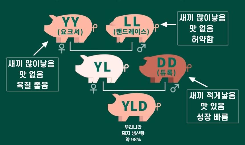 요즘 웬만한 삼겹살 가게가 맛있는 이유
