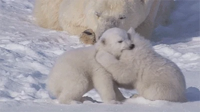 자꾸만 신경쓰이는 아기 북극곰